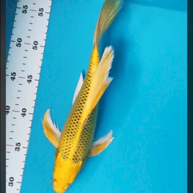 Kumpay Yamabuki Ogon 30cm