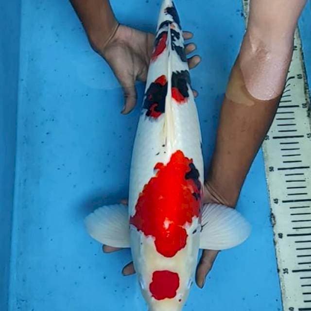 Showa 57cm