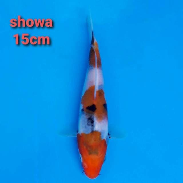 F1 showa 15xm hq