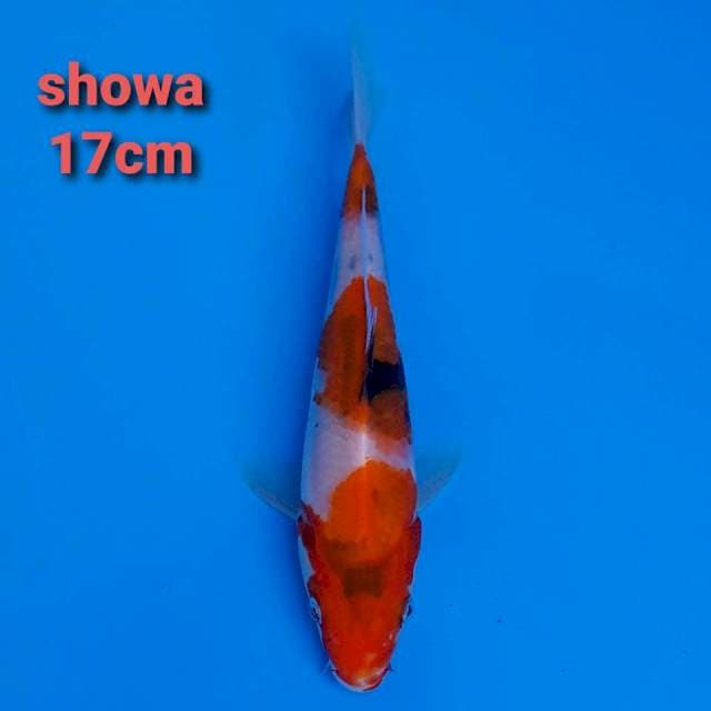 F1 showa 17cm hq