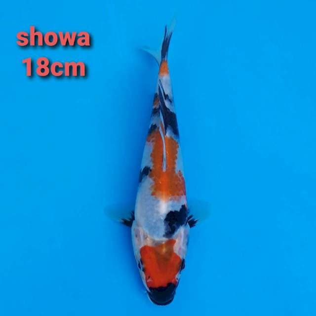 F1 showa 18cm hq