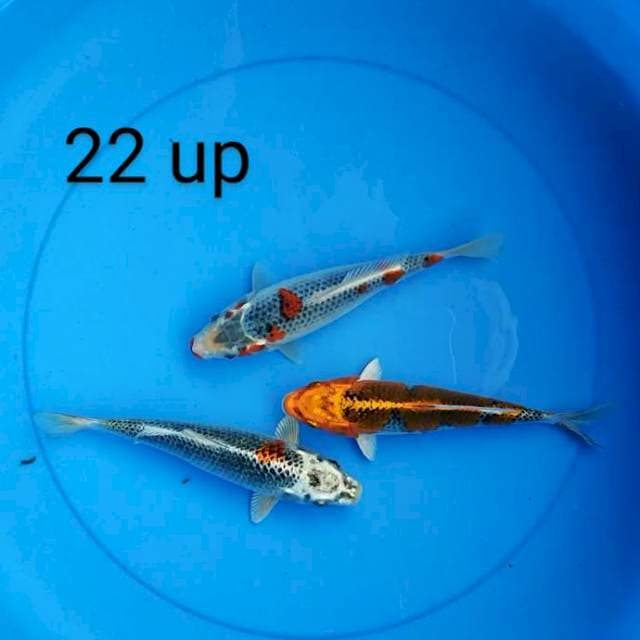 Kujaku 22 up
