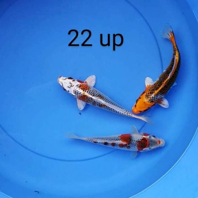 Kujaku 22 up