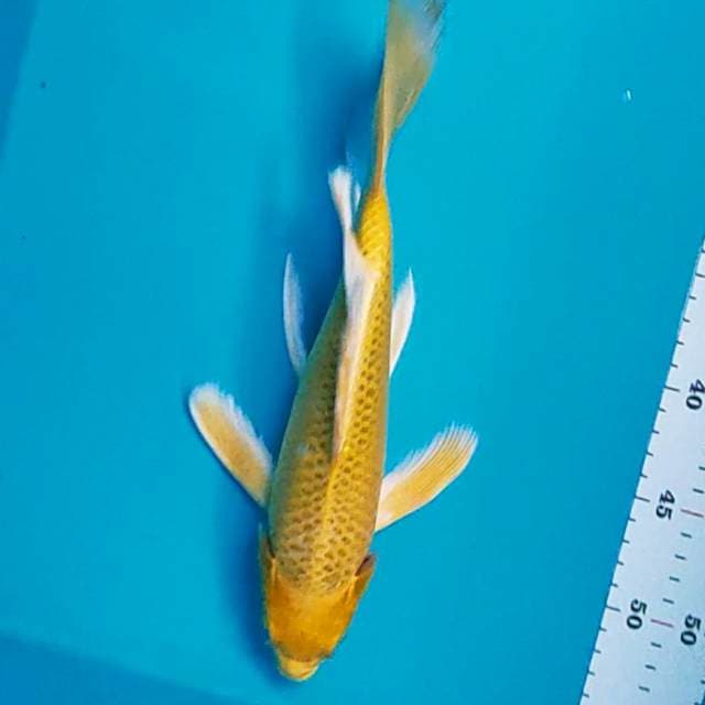 Kumpay Yellow Matsuba 28cm