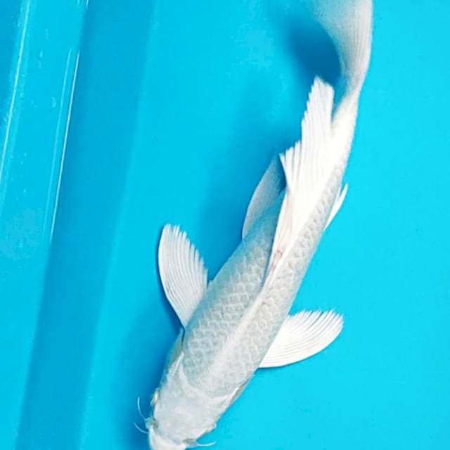 Kumpay Platinum 32cm