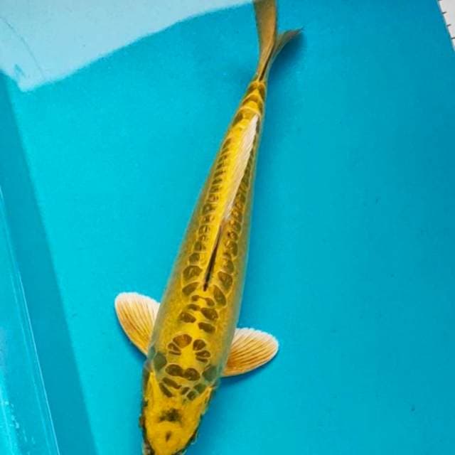 Strong kawari 32cm male