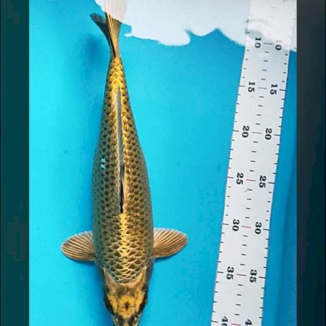 Gold mukashi 34cm