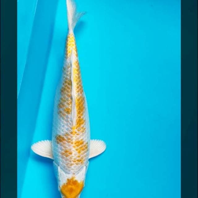 Hariwake ginrin 34cm