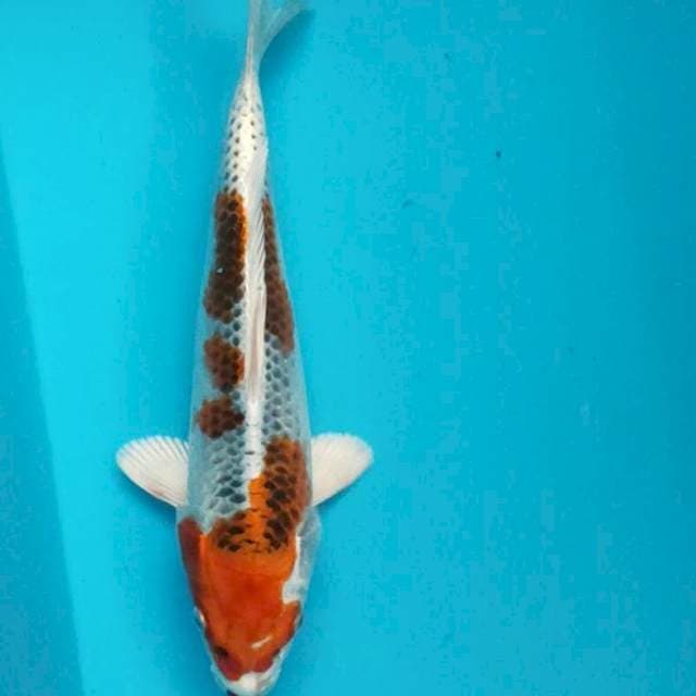 Good kujaku 27cm