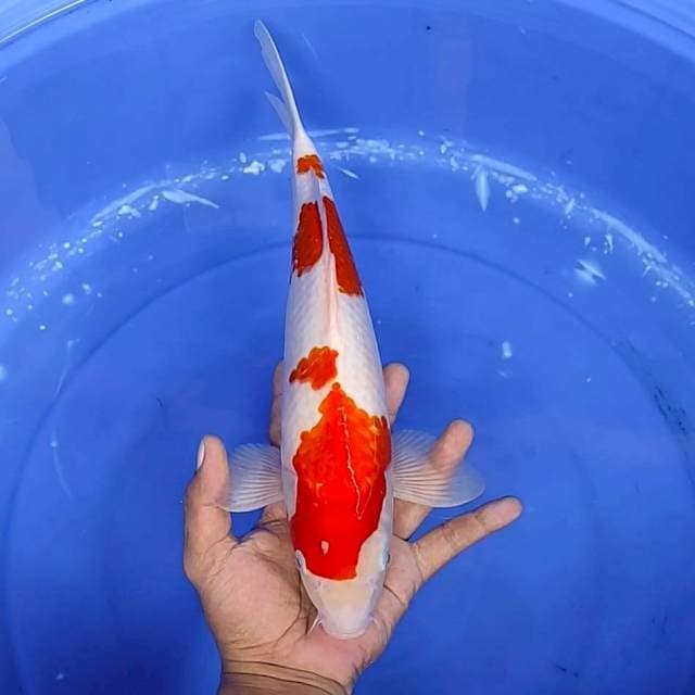 2. Kohaku || 37 cm