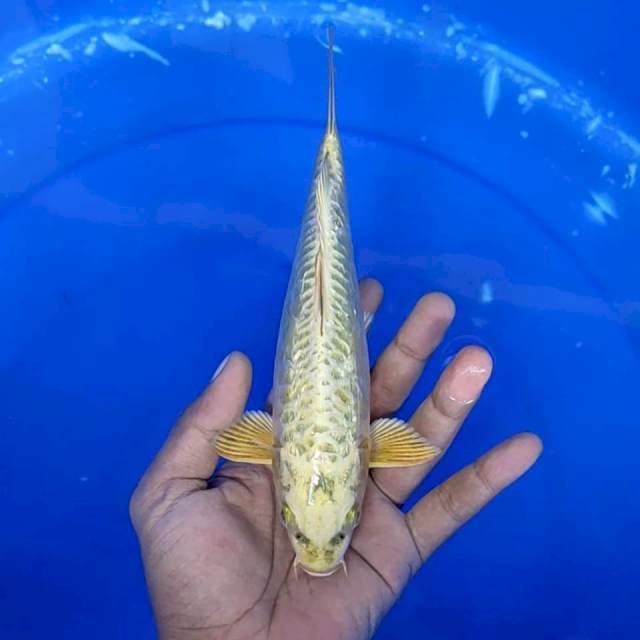 5. Mukasi Aragoke Ginrin || 22 cm || Jantan
