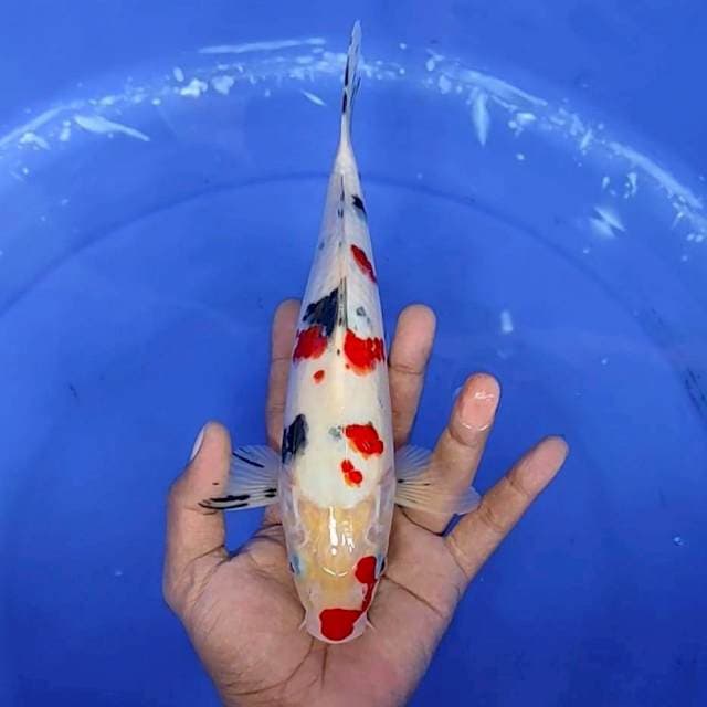 9. Sanke || 26 cm