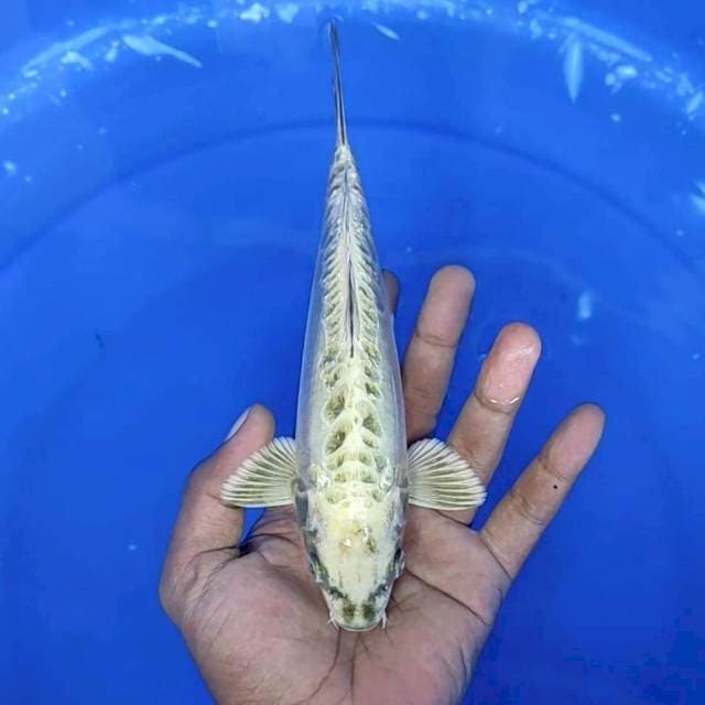 11. Mukasi Aragoke || 21 cm || Jantan