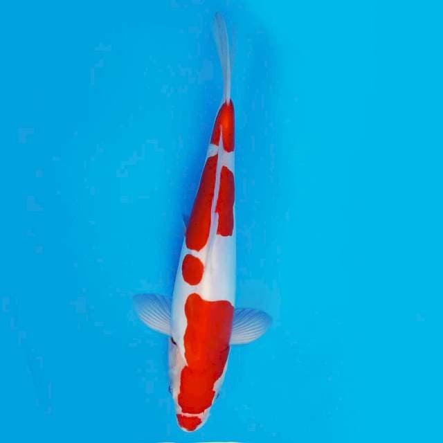 TENJIN 8 - Kohaku doitsu ®