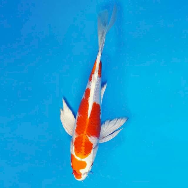 TENJIN 15 - Yamato Kohaku Kumpay ®