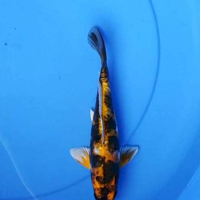 Kin Showa doitsu 23 cm