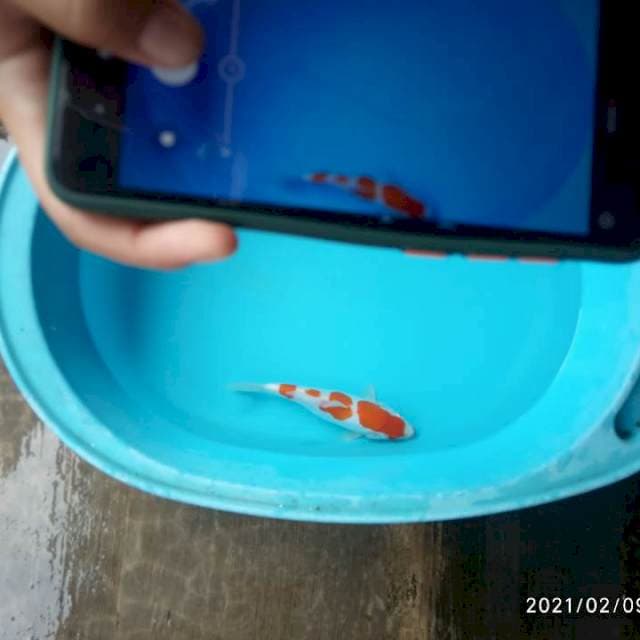 Doitsu step 4
