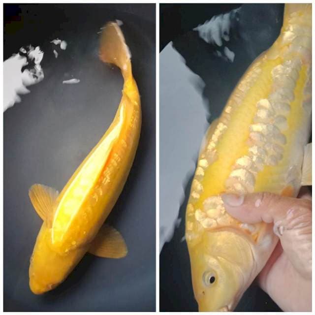 KARASHI DOITSU ARAGOKE GINRIN BULKY 36 Cm, JANTAN