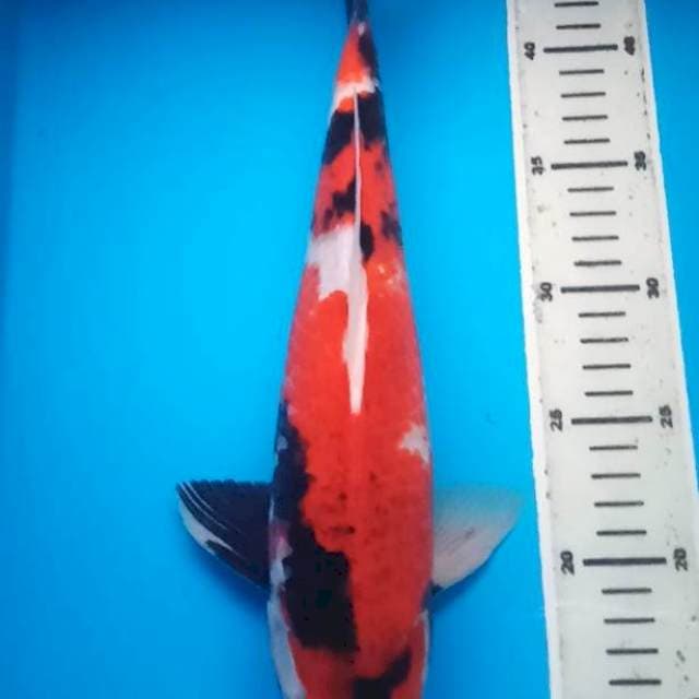 SHOWA JANTAN 36 Cm