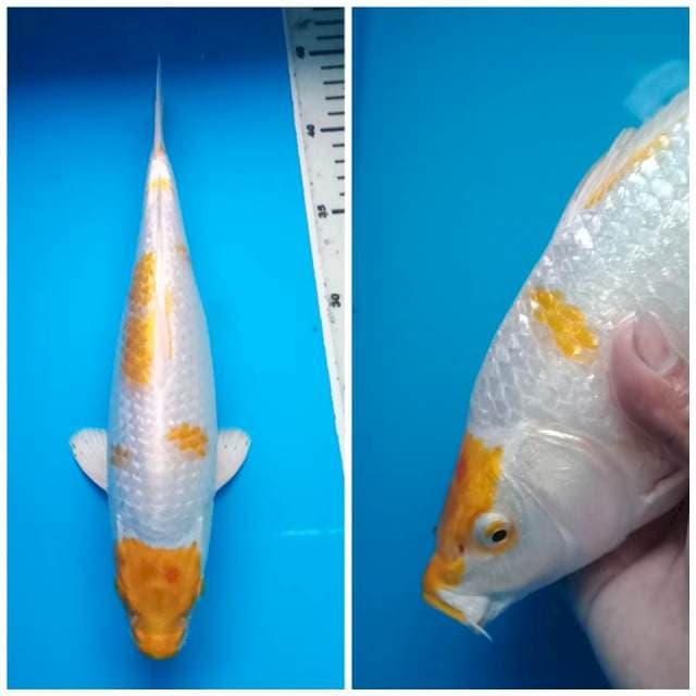 HARIWAKE GINRIN BULKY 30 Cm