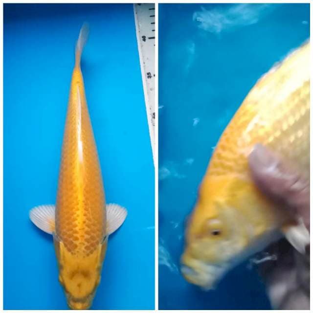 YAMABUKI JANTAN 31 Cm