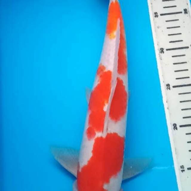 KOHAKU JUMBO 37 Cm