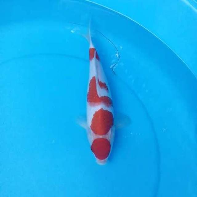Kohaku