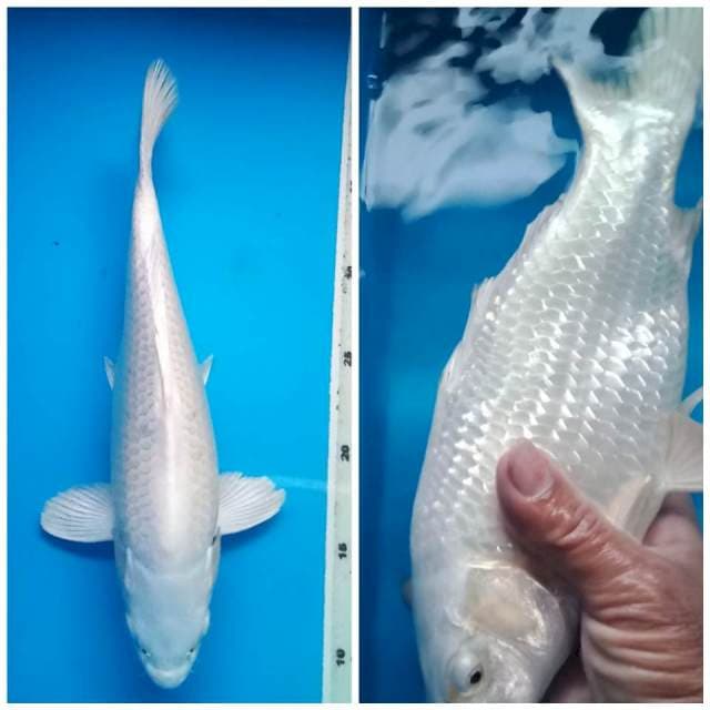PLATINUM BULKY 30 Cm, JANTAN