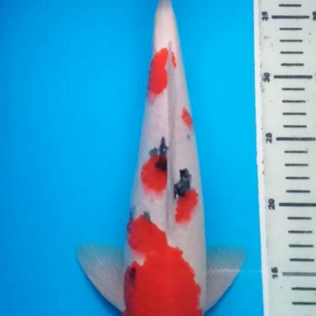 RED SANKE JANTAN 37 Cm