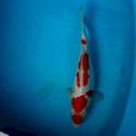 Maruten Kohaku 32 cm