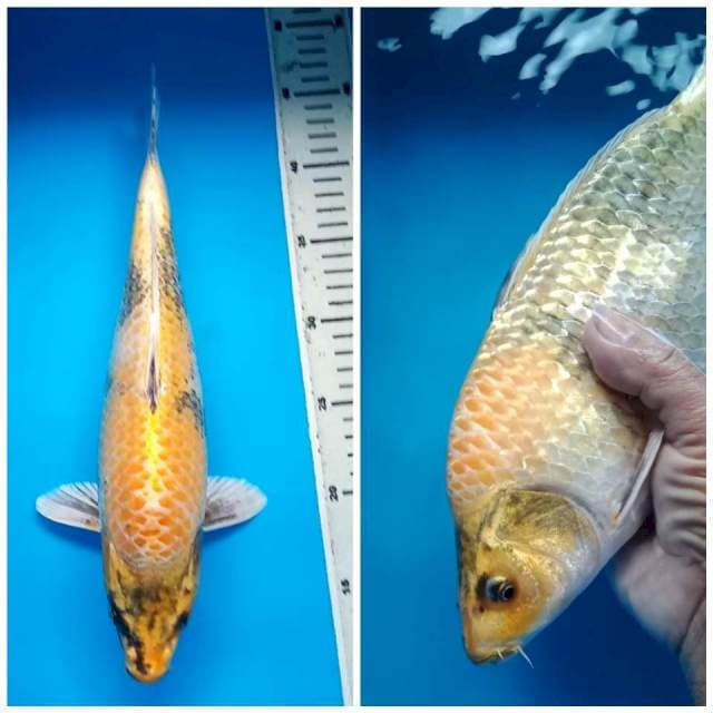 KIN SHOWA PUNUK 34 Cm