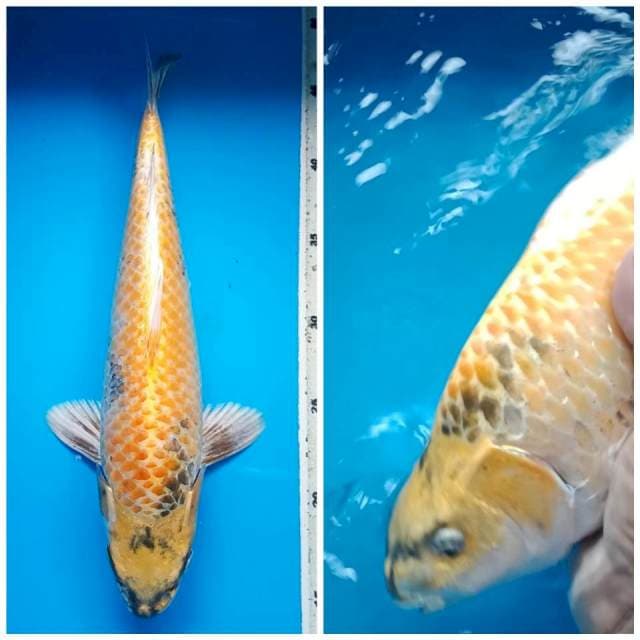 KIN SHOWA PUNUK 33 Cm,  JANTAN