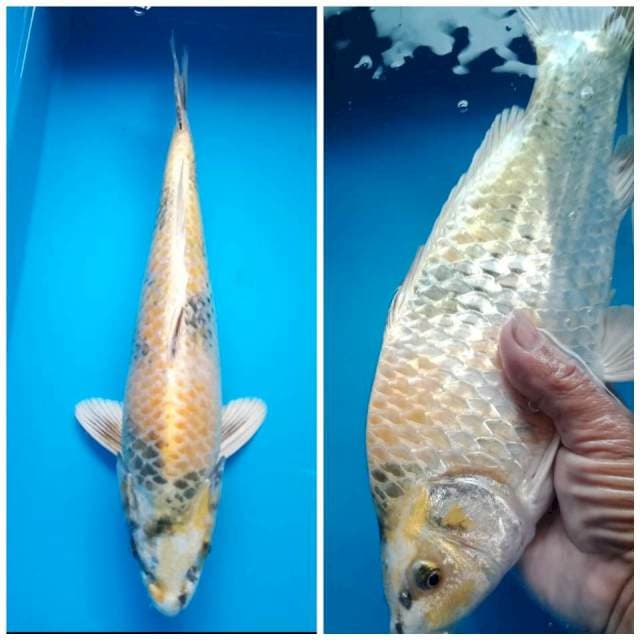 KIN SHOWA GINRIN PUNUK 35 Cm