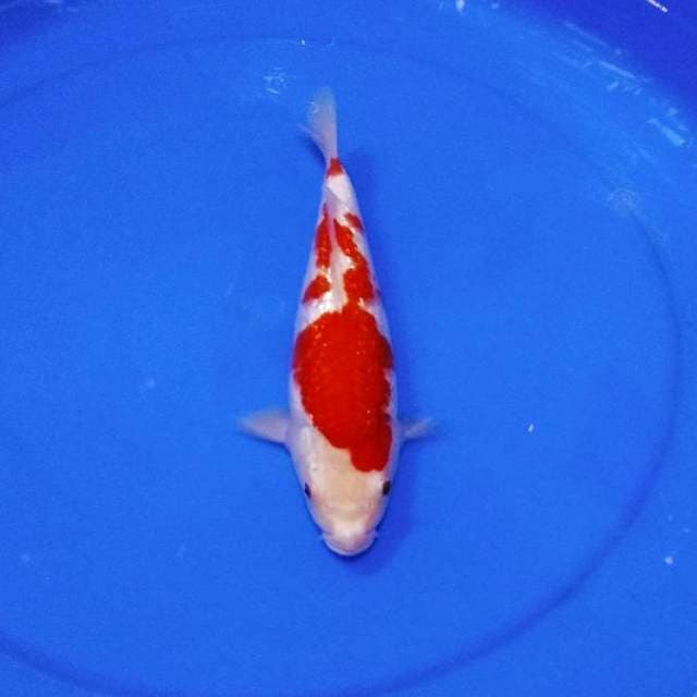 Babyface kohaku ginrin