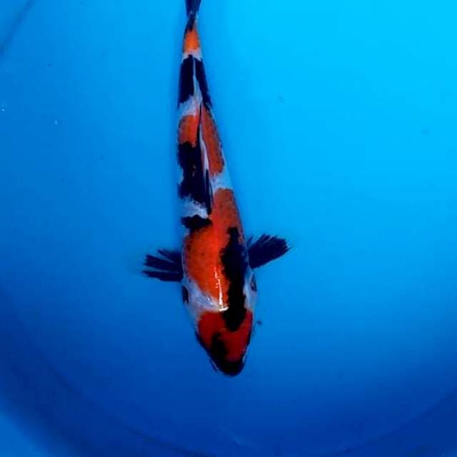 Showa 26cm
