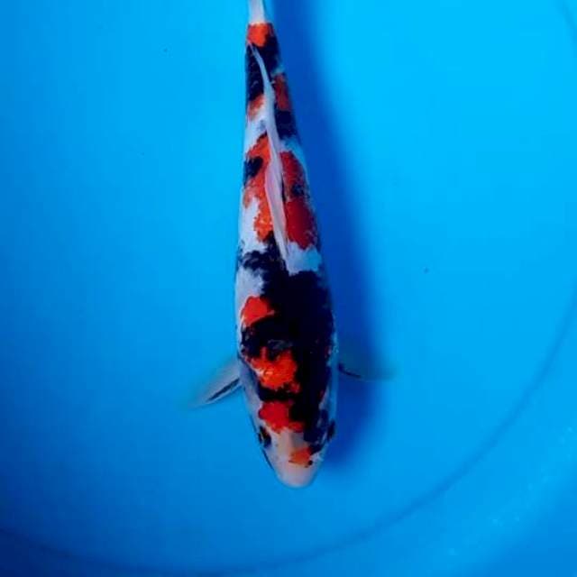 Showa 23cm