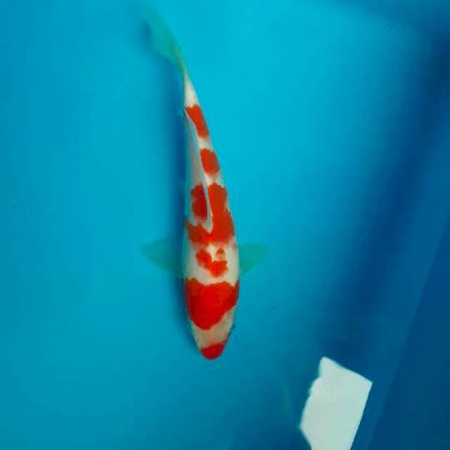 Kohaku kuchibeni 15cm