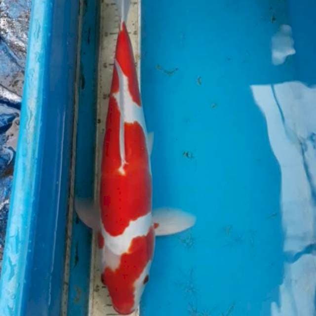 Doitsu Kohaku 45 cm Male
