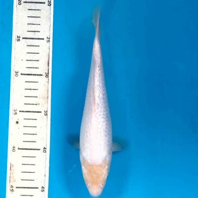 Shiromuji ginri, 24cm