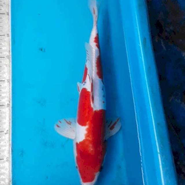 Beni kumon 37 cm