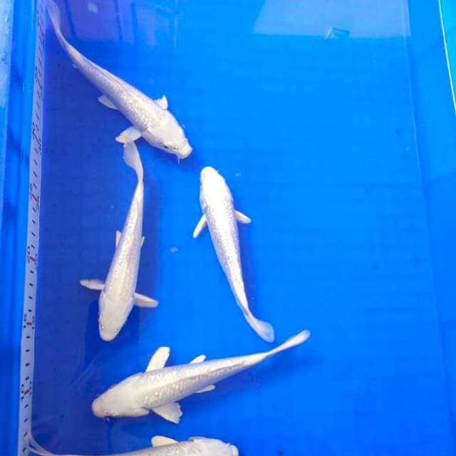 5 ekor platinum ginrin