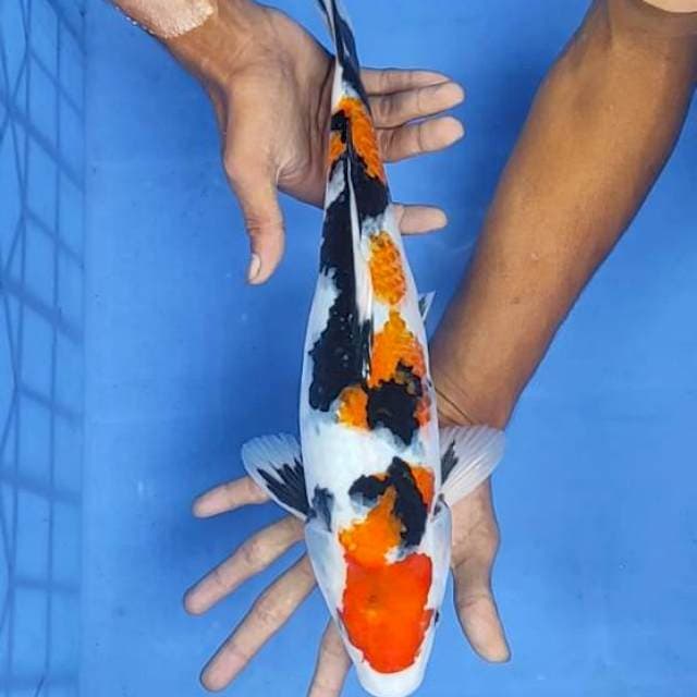 Showa 38cm