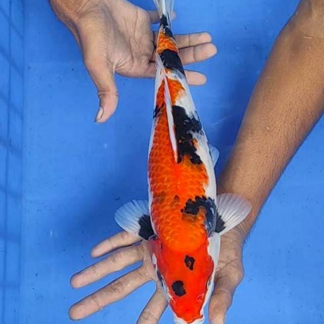 Showa 36cm