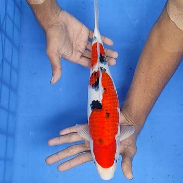 Sanke 36cm