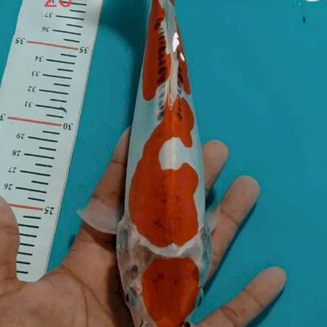 MARUTEN KIKORYU 26