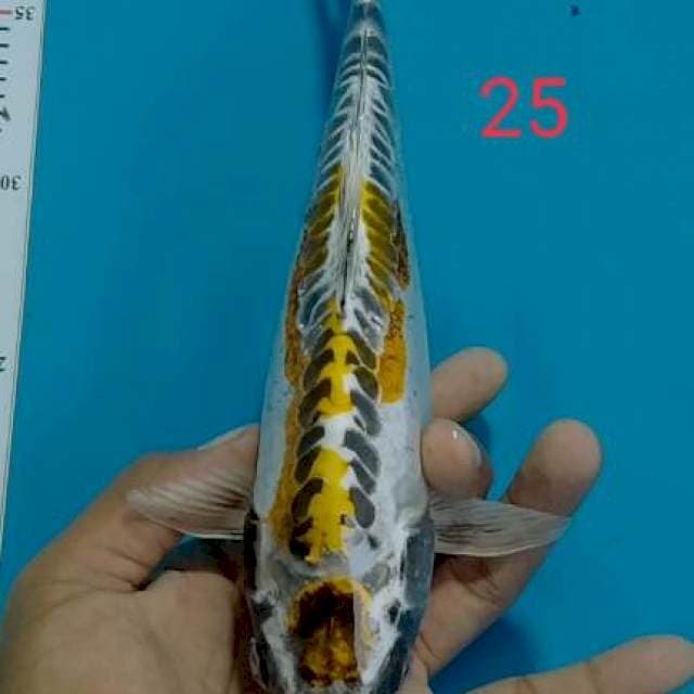 MARUTEN KIKORYU 25CM