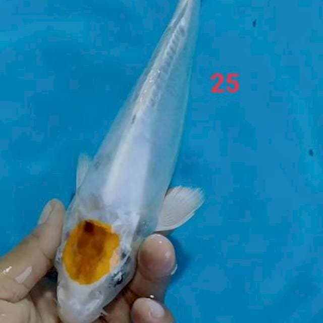 Tc KIKORYU 25cm