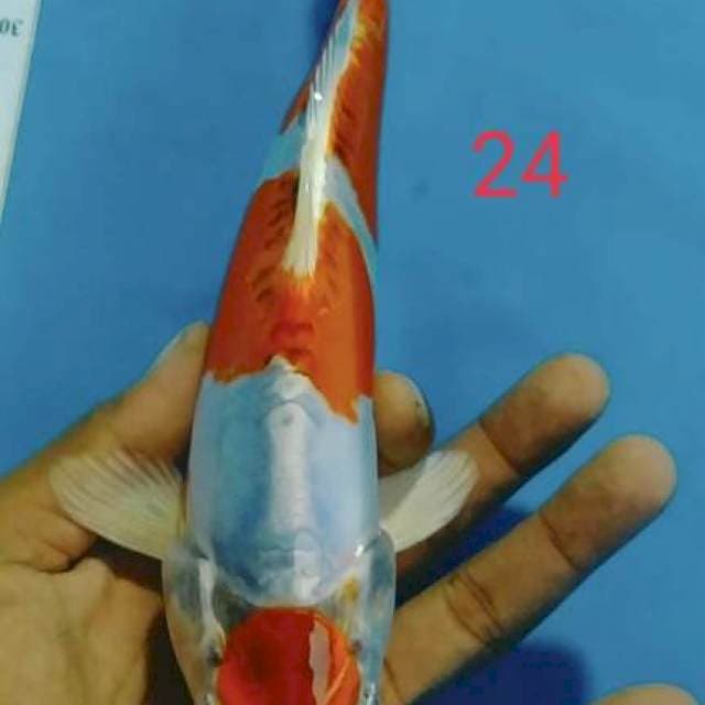 MARUTEN KIKORYU 24cm