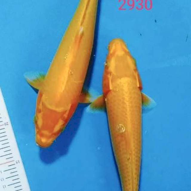 Ogon 29-30cm