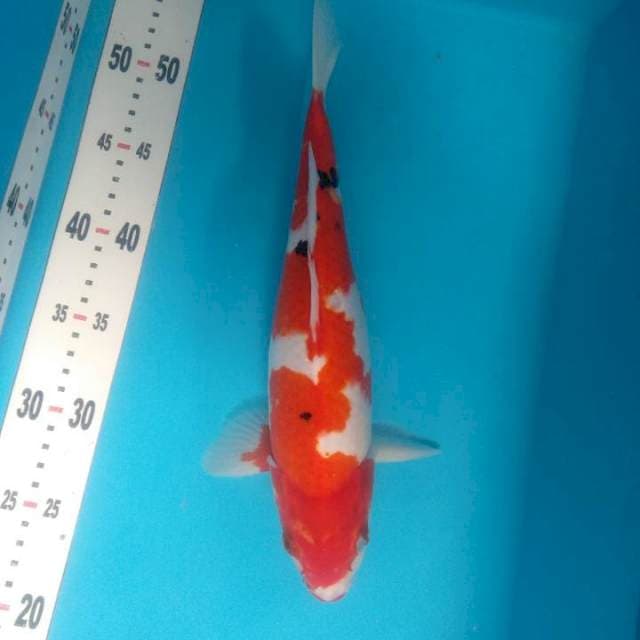 Sanke female 33cm